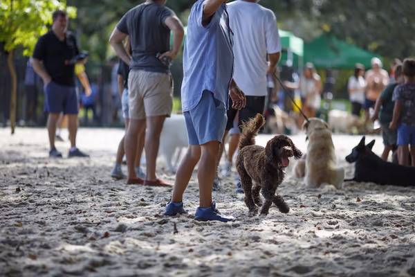 Dog Park at Salvadore Park photo 1